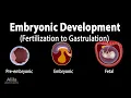 Embryology from Fertilization to Gastrulation Animation