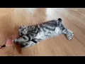 Beautiful scottish fold female black silver marble blotched classic tabby
