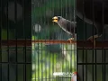 Download Lagu Suara Jalak rio rio gacor teler !!
