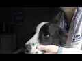 Pupillary reflex in Dog s eye
