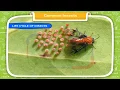 Common Insects class-3