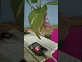 esp32 Micropython hall - effect