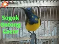 Download Lagu Burung Sogok Ontong Suara Jernih Untuk Pikat