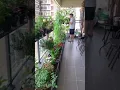 Download Lagu Growing vegetables with flowers on the balcony is both beautiful and easy