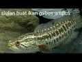 siulan agar ikan gabus muncul ke permukaan