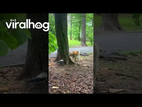 Audacious Bird Messes with Akita || ViralHog