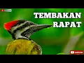 Lagu TEMBAKAN RAPAT PELATUK BAWANG SUARA JERNIH