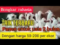 Lagu Trik baru pembesaran entok jumbo usia 2 bulan bisa panen dengan harga 50-200 ribu per ekor