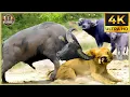 Download Lagu THE BUFFALO: Nature’s Unbreakable Warrior in Action! | Animal Documentary