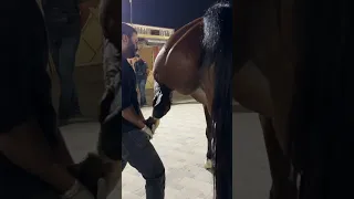 الحصان سرب هوا فى الكشف قبل البيع 🤔😳 #٦٠شو_مع_الدكتور_حاتم_ستين