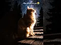 a sad cat #cat #music #shortsvidio #shortsfeed #shortsviral #ai #sad