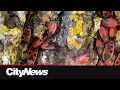 Alarming clusters of invasive red Firebugs
