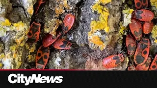 Alarming clusters of invasive red Firebugs