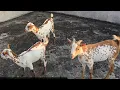 Lagu Quality Barbari goats at Aurangabad Maharashtra Guddu Party