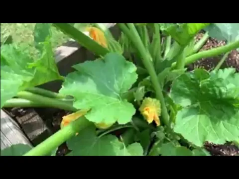 Karpaga Solaiyile - YouTube