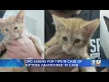 Dallas Police Looking For Whomever Abandoned 5 Kittens In Cage By Dumpster