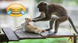 شاهد مضحك جدا جدا القرد سكرانة تعمل مشاكل القطط MONKEYS Vs CATS Funny Videos 
