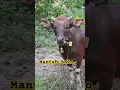 Download Lagu sapi lanang super bolo #sapisehat #sapibali #penggemukansapi
