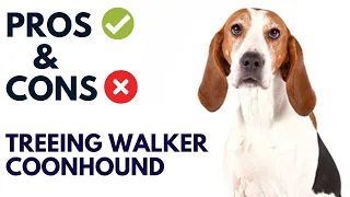 Treeing Walker Coonhound Dog Pros and Cons Treeing Walker Coonhound Advantages and Disadvantages