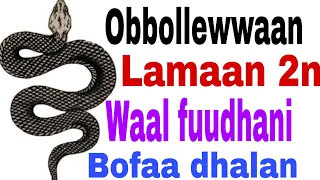 Obboleewwaan Lamaan Waal Fuudhanii Bofaa Dhalan  Obboleewwaan Lamaan Waal Fuudhanii Bofaa Dhalan