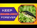 What Can You Put In Your Yard To Keep Snakes Away Simple Solutions