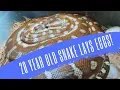 20 YEAR OLD SNAKE LAYS EGGS - CrittaCam