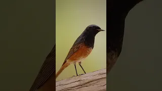 Redstart حميراء 
