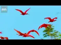 Ultimate Predators: When Lion Attack | MEGA EPISODE | Nature Animal Documentary