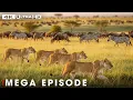 Download Lagu Ultimate Predators: When Lion Attack | MEGA EPISODE | Nature Animal Documentary