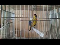 Download Lagu Serinus mozambicus.mozambik kanaryası 