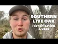 Southern Live Oak - Identification and Uses