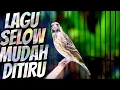 Download Lagu LAGU SLOW MUDAH DITIRU - MASTERAN BLACKTHROAT GACOR SUARA JERNIH BUAT KENARI PAUD
