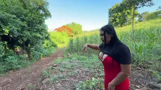 La SIEMBRA de MAÍZ es EL SALVADOR está afectada por falta de lluvia 🌧️ 