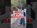 Download Lagu kejadian lucu monyet di colek #shorts#shortsviral #funny #lucu#ngakak#hiburan
