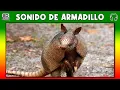 SONIDO DE ARMADILLO 🐾