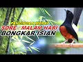 Download Lagu 🔴 LIVE 81 - PANCINGAN MURAI BATU MALAM HARI FULL ISIAN PANJANG, SEKALI DENGAR MURAI LAIN AUTO EMOSI
