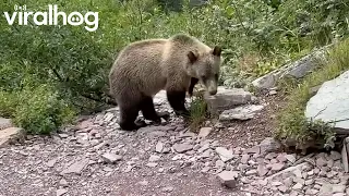 Hiker Comes Face to Face With Two Grizzlies || ViralHog