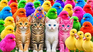 Tangkap Ayam Lucu, ayam warna warni, ayam rainbow, kelinci lucu, bebek lucu, ikan koi, Hewan Lucu