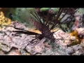 Download Lagu Scuba Diving Around Sipadan, Malaysia  in HD With Aquatech Scuba Center