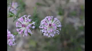 226-A Walk In The Park