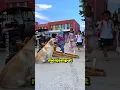 Download Lagu Anjing di China Jadi Sopir Taksi 😲