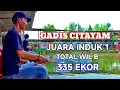 Download Lagu JUARA INDUK 1 \u0026 TOTAL WIL B 335 EKOR DI LOMBA TENGKELE KUKUSAN - TIKET 2.3 JUTA !!!