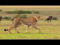 Download Lagu Our planet 01X05 - Cheetah dramatic run