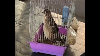 لقطة بطيئة للحظة تغريد طائر السم ان   الفر ي   دندنها
