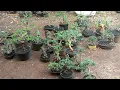 Download Lagu Cek hrg bonsai Kaliandra dn Bucida dlln,stok bner2 full.Gilang bonsai 0852 3238 7806