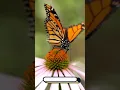 Download Lagu BecauseFacts - Monarch Butterfly Fact