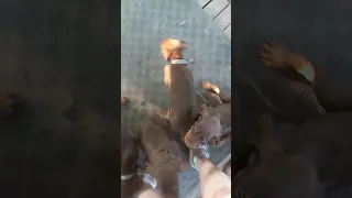 24 hoobly doberman ohio for details