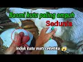 Lagu Benar benar obat kutu paling Ampuh!! Ribuan kutu tewas seketika