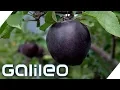 Schwarze Äpfel - Gibt es die Black Diamonds wirklich? | Galileo | ProSieben