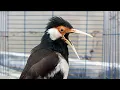 Pancingan Jalak Suren Gacor Variasi Mompa - Masteran Suara Burung Jalak Agar Gacor Full Isian Mewah